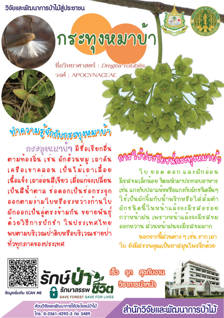thumbnail of กระทุงหมาบ้า