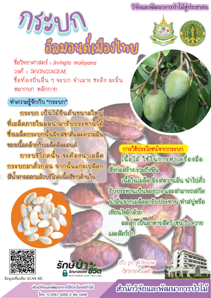 thumbnail of กระบก อัลมอนด์เมืองไทย