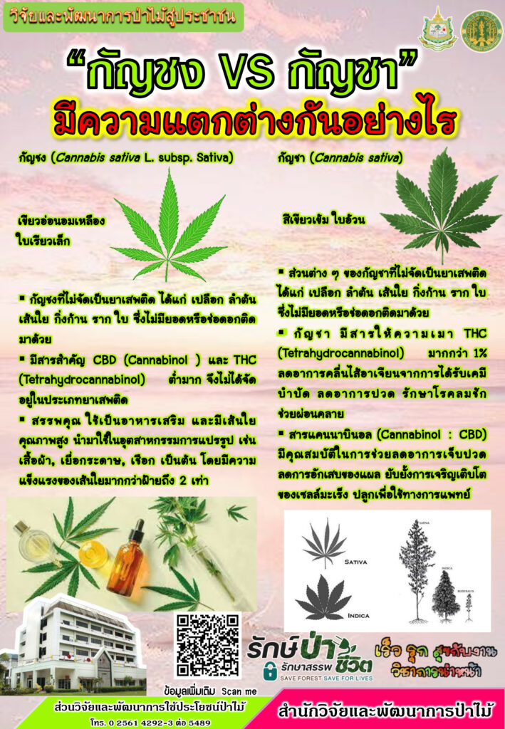 thumbnail of กัญชงVSกัญชา-มีความแตกต่างกันอย่างไร