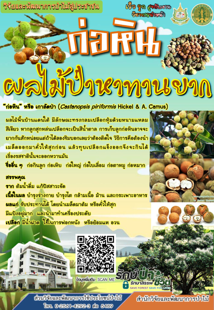 thumbnail of ก่อหิน-ผลไม้ป่าหาทานยาก