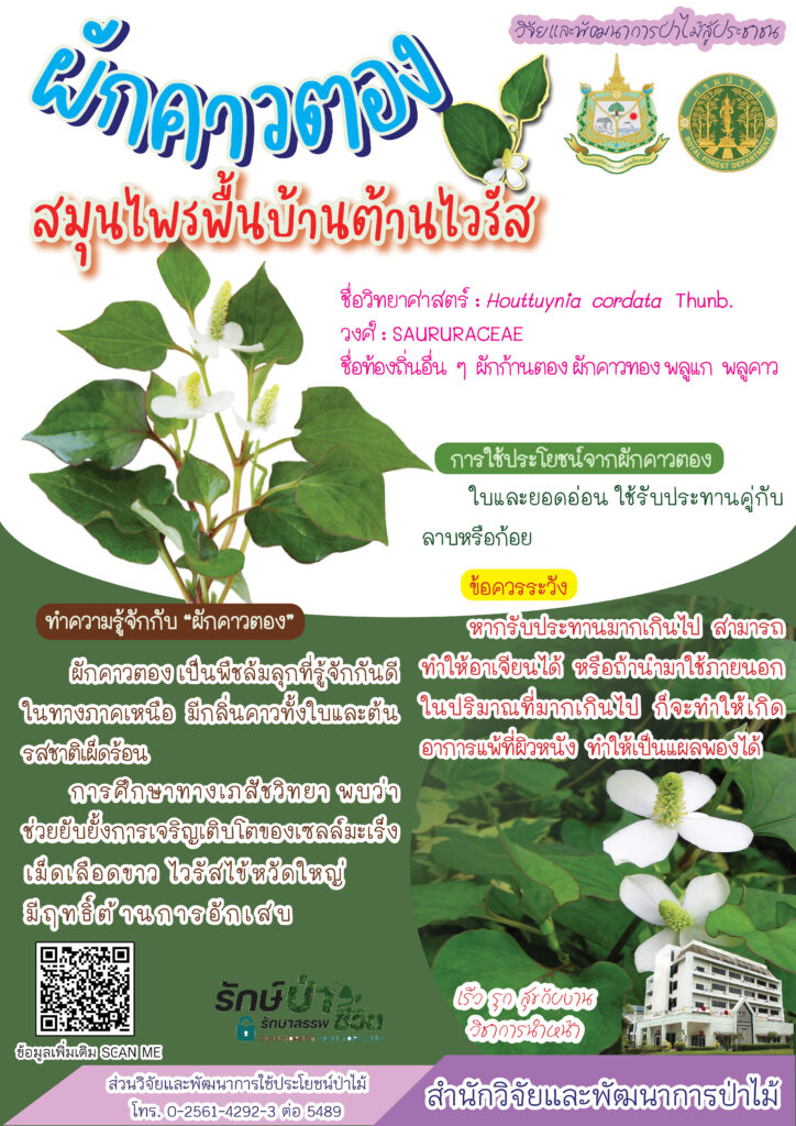 thumbnail of ผักคาวตอง สมุนไพรพื้นบ้านต้านไวรัส