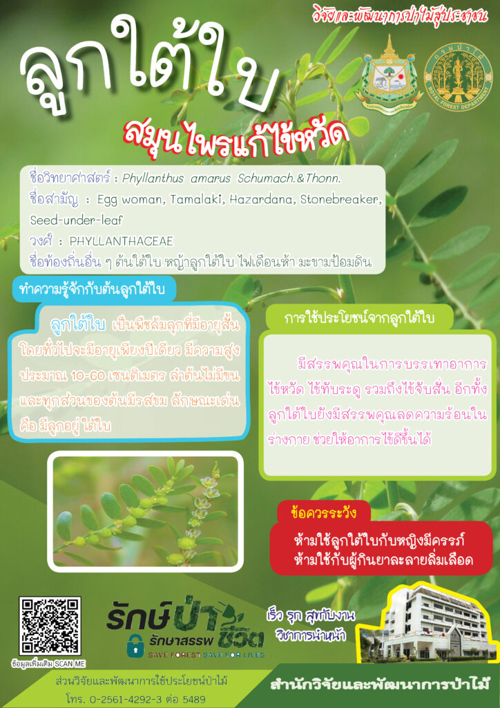 thumbnail of ลูกใต้ใบ สมุนไพรแก้ไข้หวัด