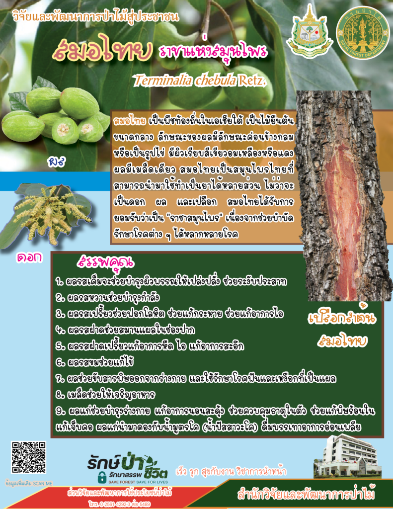 thumbnail of สมอไทย ราชาแห่งสมุนไพร